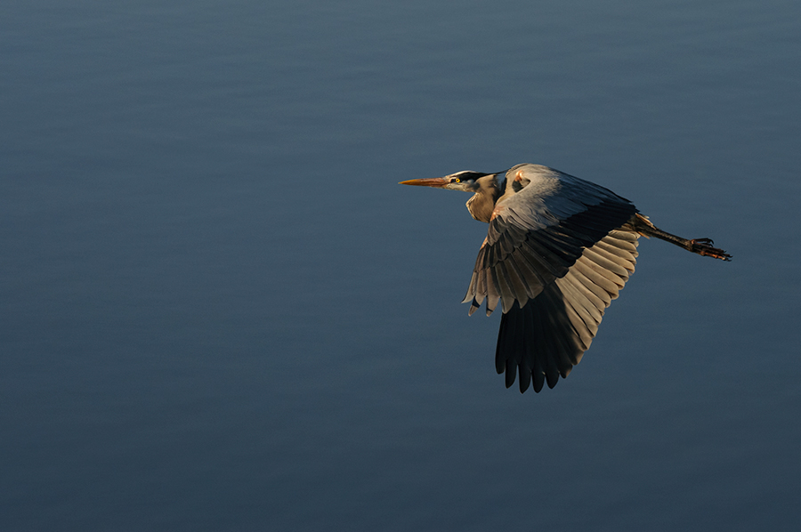 Heron in flight