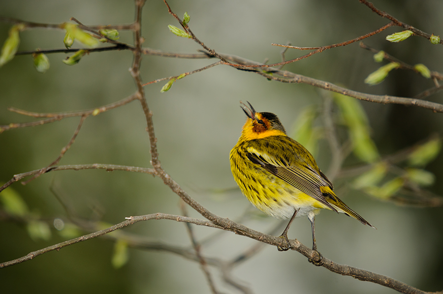 Cape May Warbler 3