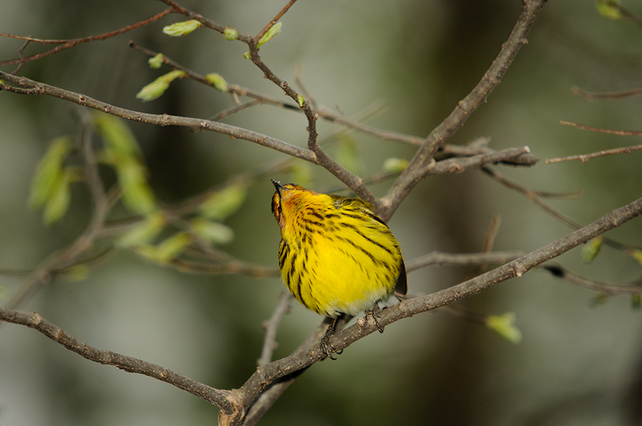 Cape May Warbler 2