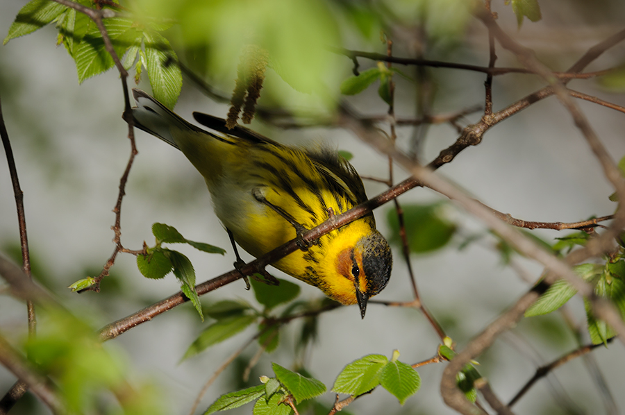 Cape May Warbler 1