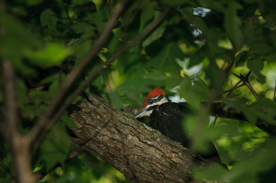 Pileated Woodpecker, female