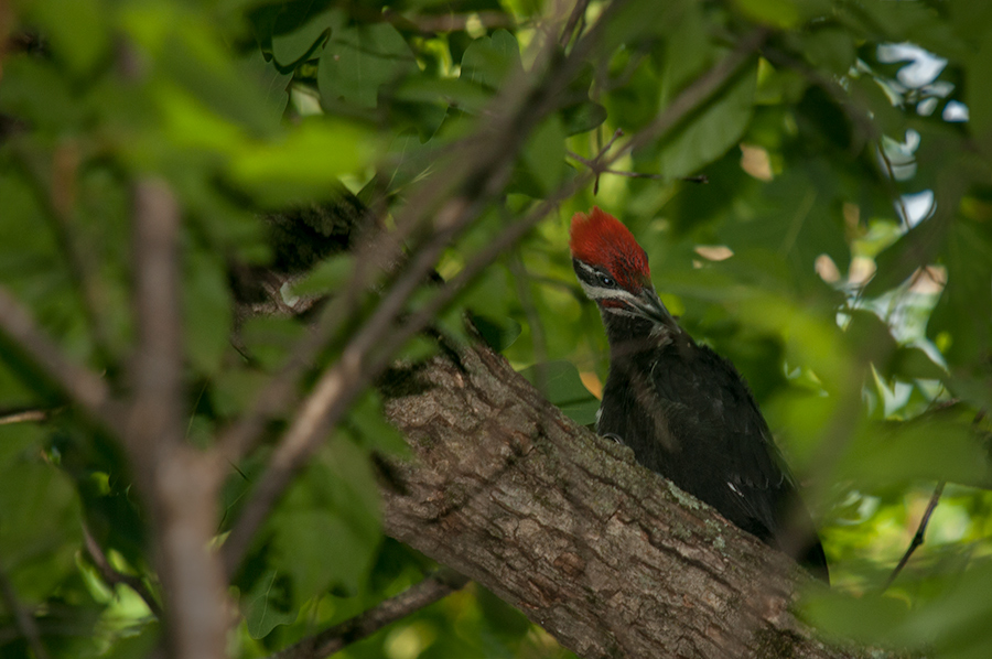 Pileated Woodpecker, female 2