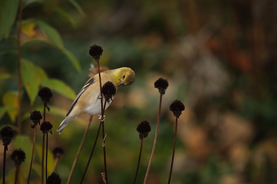 Goldfinch picking seeds