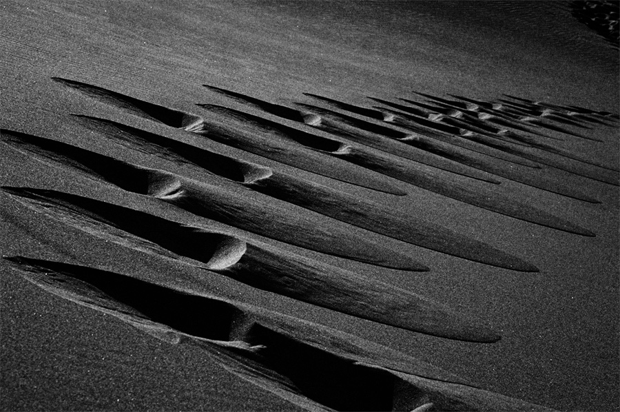 tracks in the sand