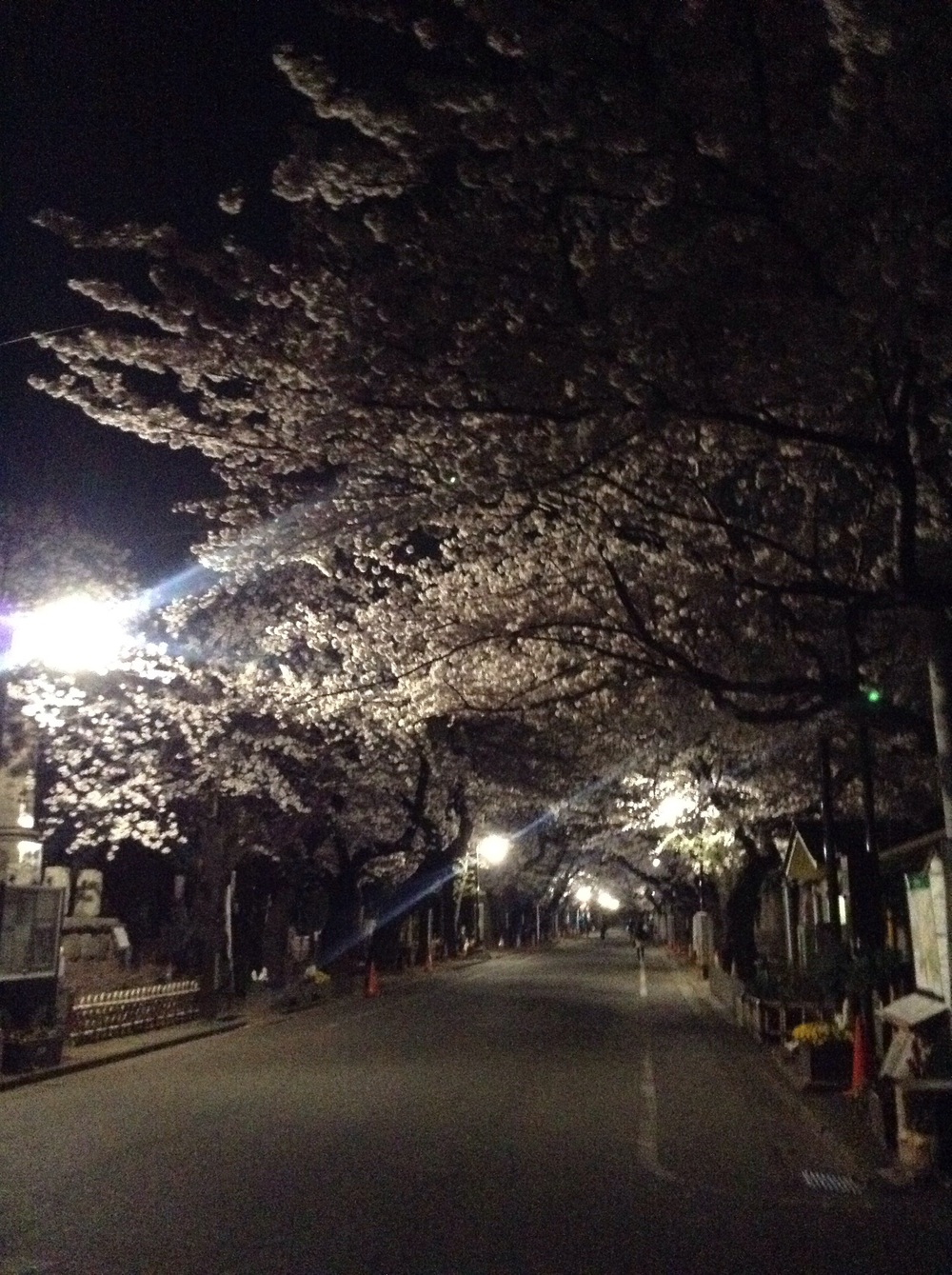  Empty alley in Yanaka cemetery at night 