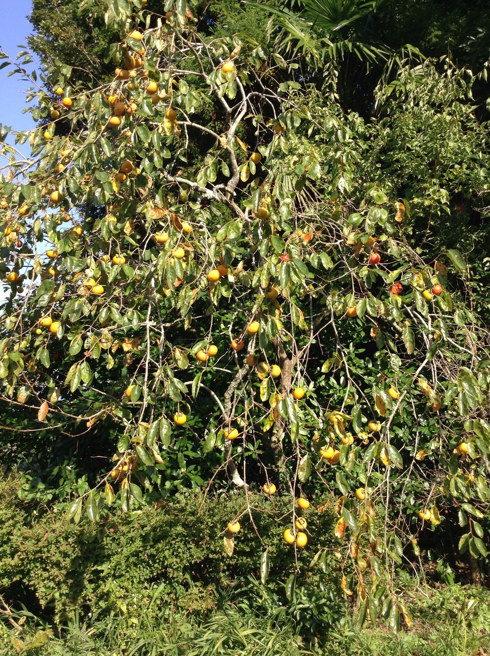  One of our persimmon trees about 2 weeks ago 