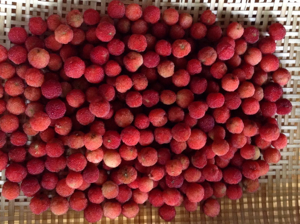  Freshly harvested bayberry 