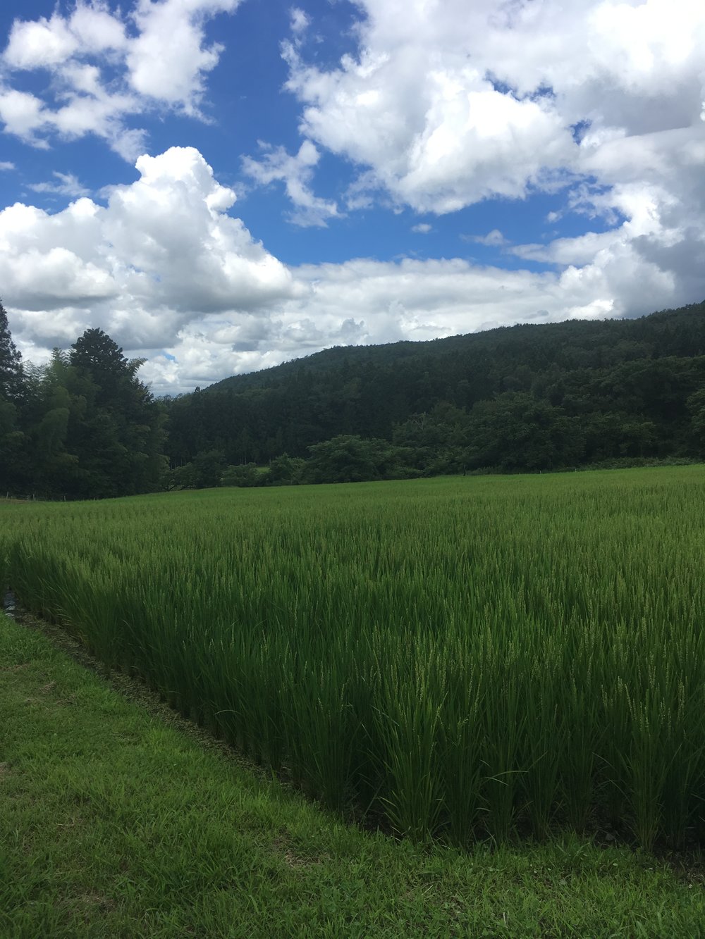  Terraced rice fields along the hike to Magome 