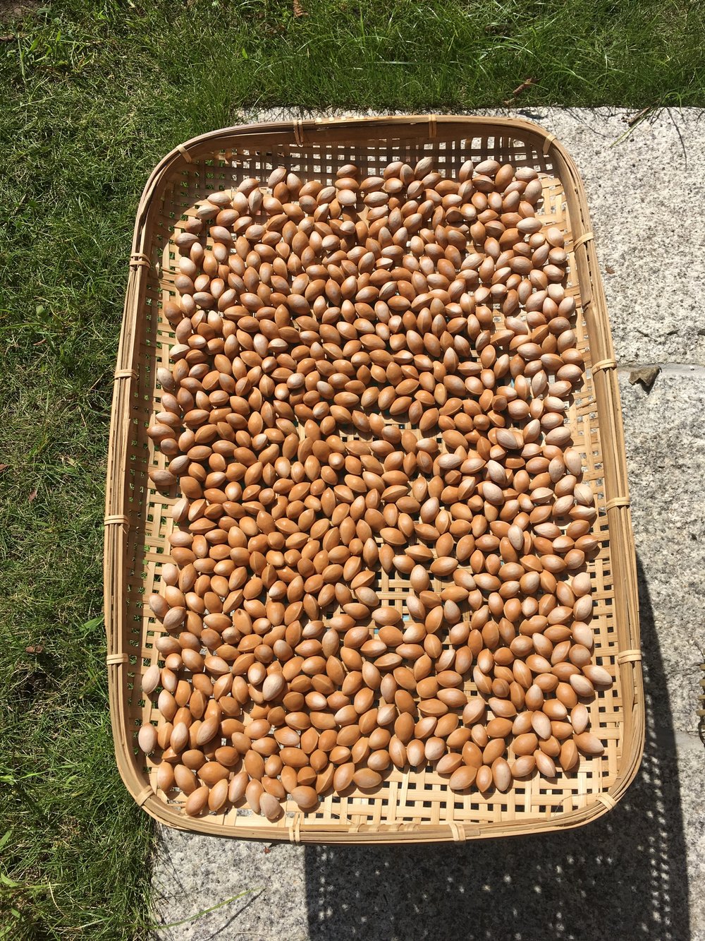  Gingko nuts drying in the sun 