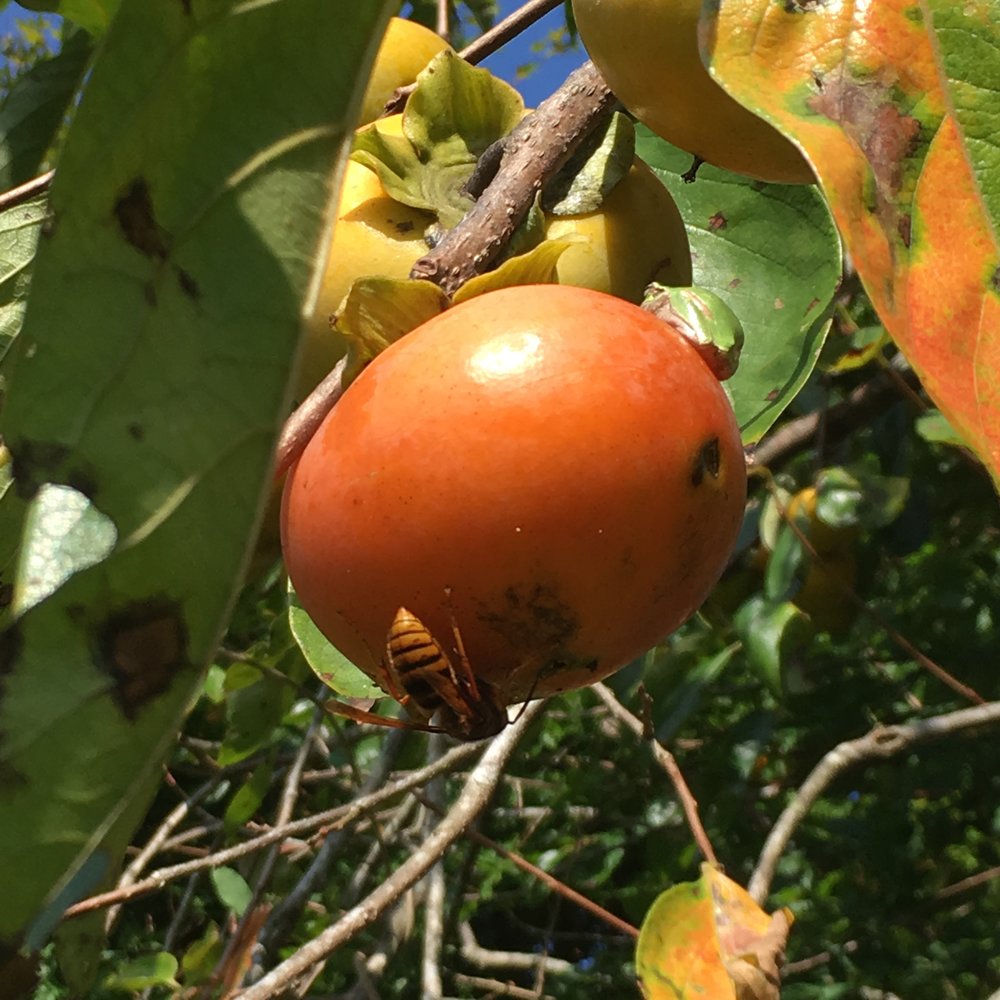  persimmons on the tree, with giant bee and tiny frog! 
