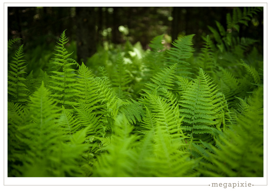 Ferns Linekin Bay Maine