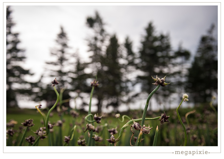 Allium Pemaquid Point Maine Landscape Photographer