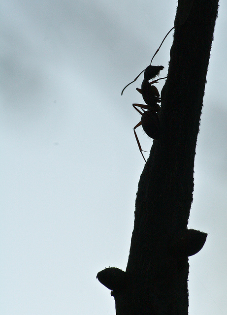 Ant on a twig