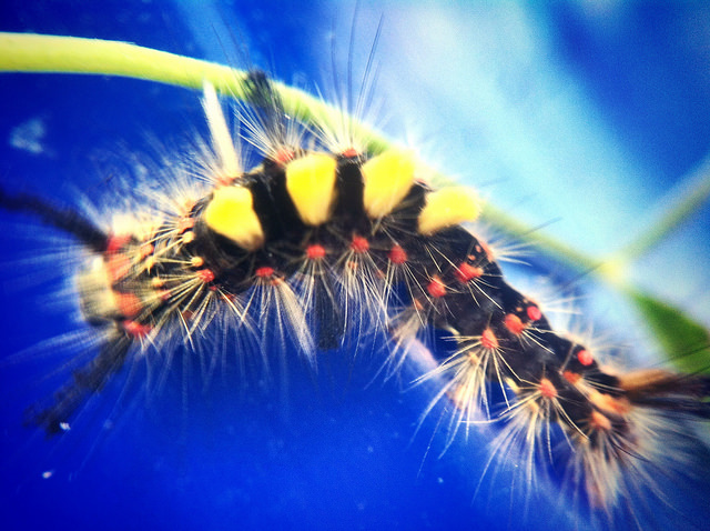 I don't have a caterpillar farm, but I did take it with my smartphone, because it's what I had to hand