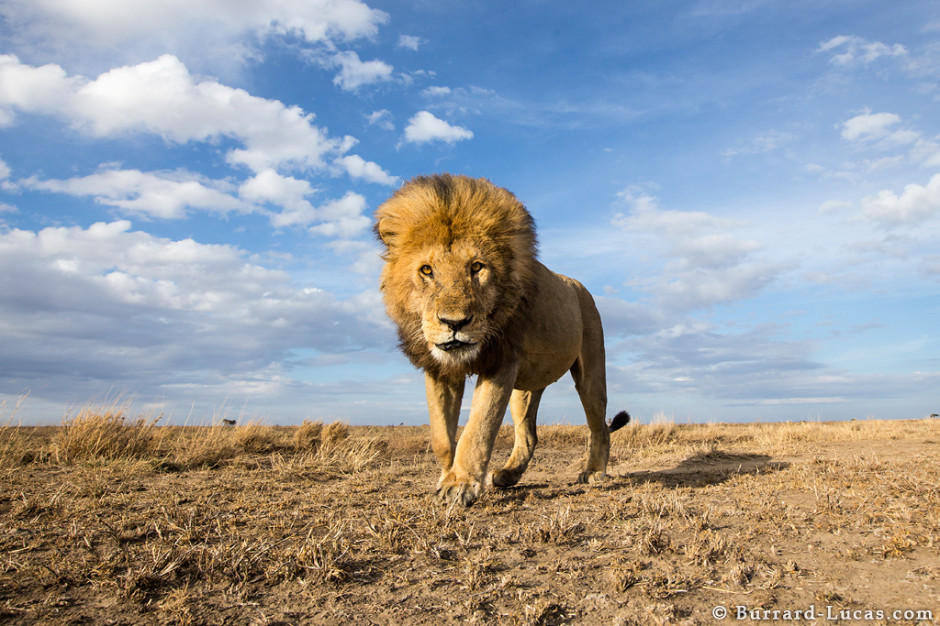 Lion, Serengeti National Park, Tanzania, 2013