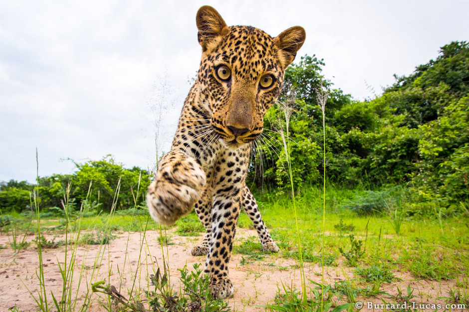 Leopard, South Luangwa National Park, Zambia, 2013