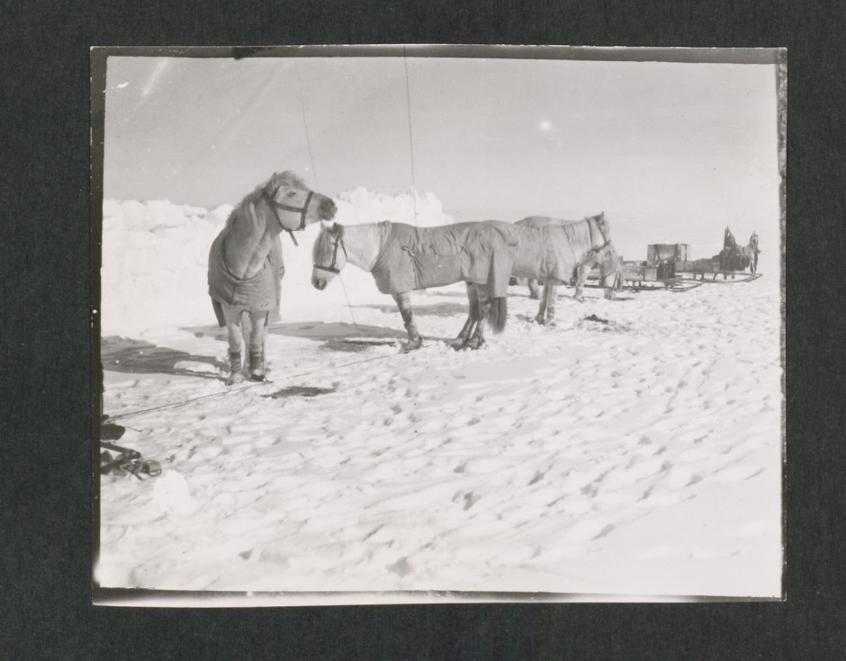 Pony camp, Camp 15. Ponies (left to right) Snippetts, Nobby, Michael and Jimmy Pigg, Great Ice Barrier, 19 November 1911 “Ponies tethered on the ice beside a man-made ice wall. Sledges in background.” SPRI P2012/5/76