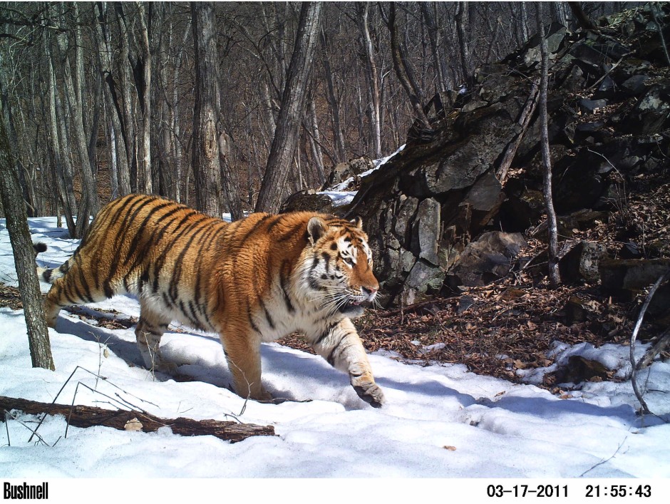 Winner of the 2013 Animal Portraits category: Linda Kerley/Amur Tiger Conservation in Lazovskii Zapovednik and Adjacent Areas – ZSL, Russian Far East