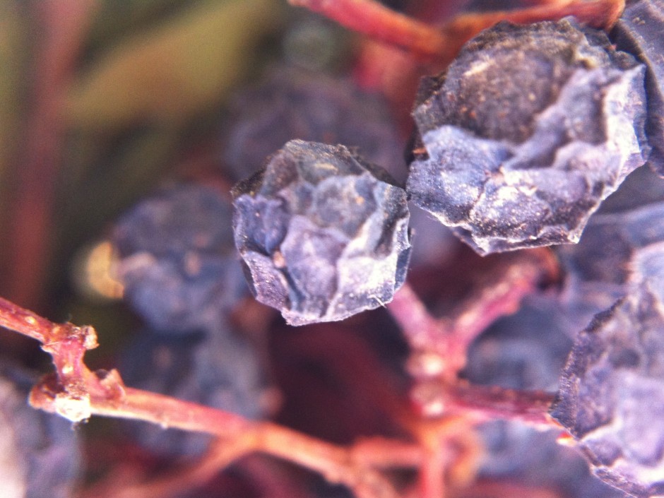 Dried berries up close