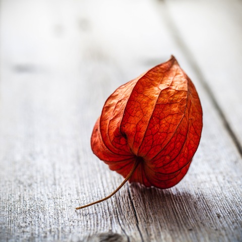 Leaf image via Shutterstock