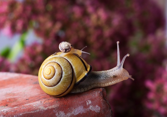 Snail image via Shutterstock