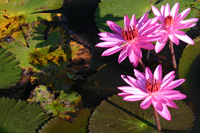 lilies2.jpg