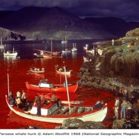 Faroese Whale Hunt, Adam Woolfitt