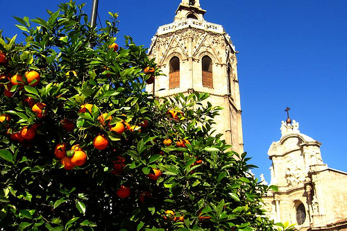 Orange tree in Valencia