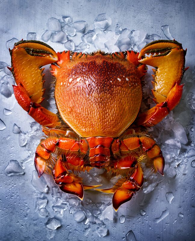 Cream of the Crop: Louise Lister (Australia) - Spanner Crab