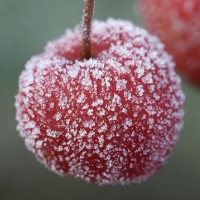 Frost Crab Apple in the Garden by Steven House Photography