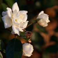 A lovely Golden Hour Winter Rose, taken by our very own Daniela