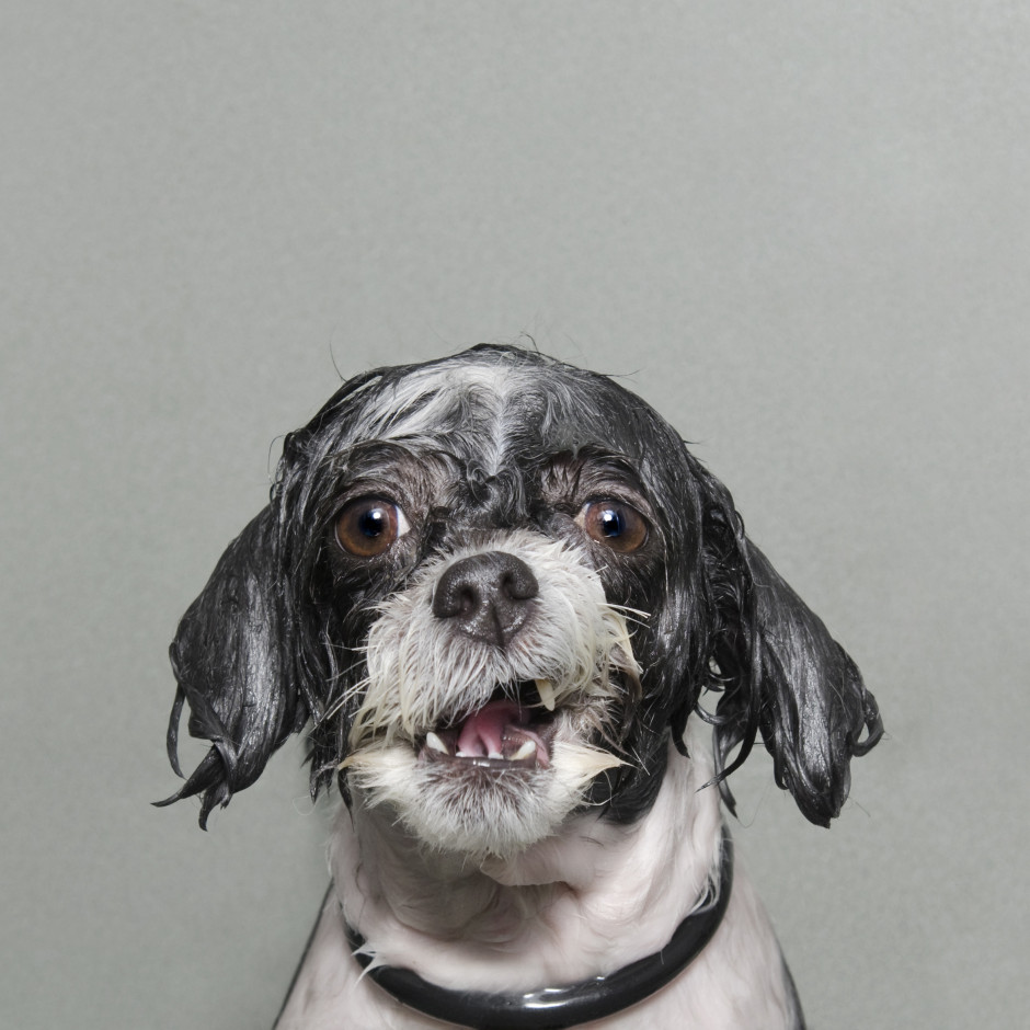 Wet Dog 2, Sophie Gamand (France) Portraiture Competition, 2014 Sony World Photography Awards