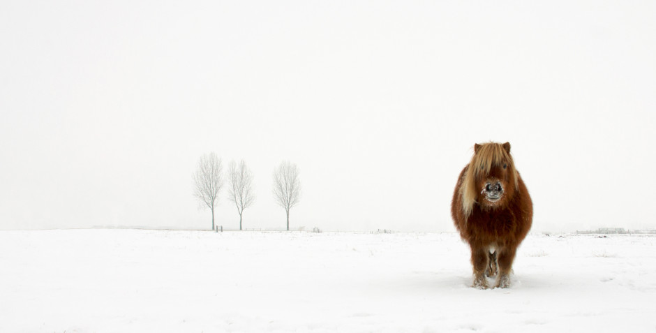 The Cold Pony, Gert van den Bosch (Netherlands) Winner Open Nature&Wildlife, 2014 Sony World Photography Awards