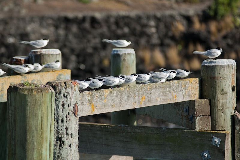 Birds in a row, Rangitoto harbour