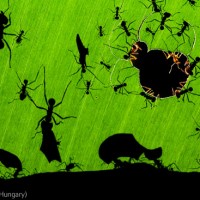 A Marvel of Ants, by Bence Máté