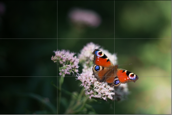 The butterfly is sitting on the lower-right point-of-interest.