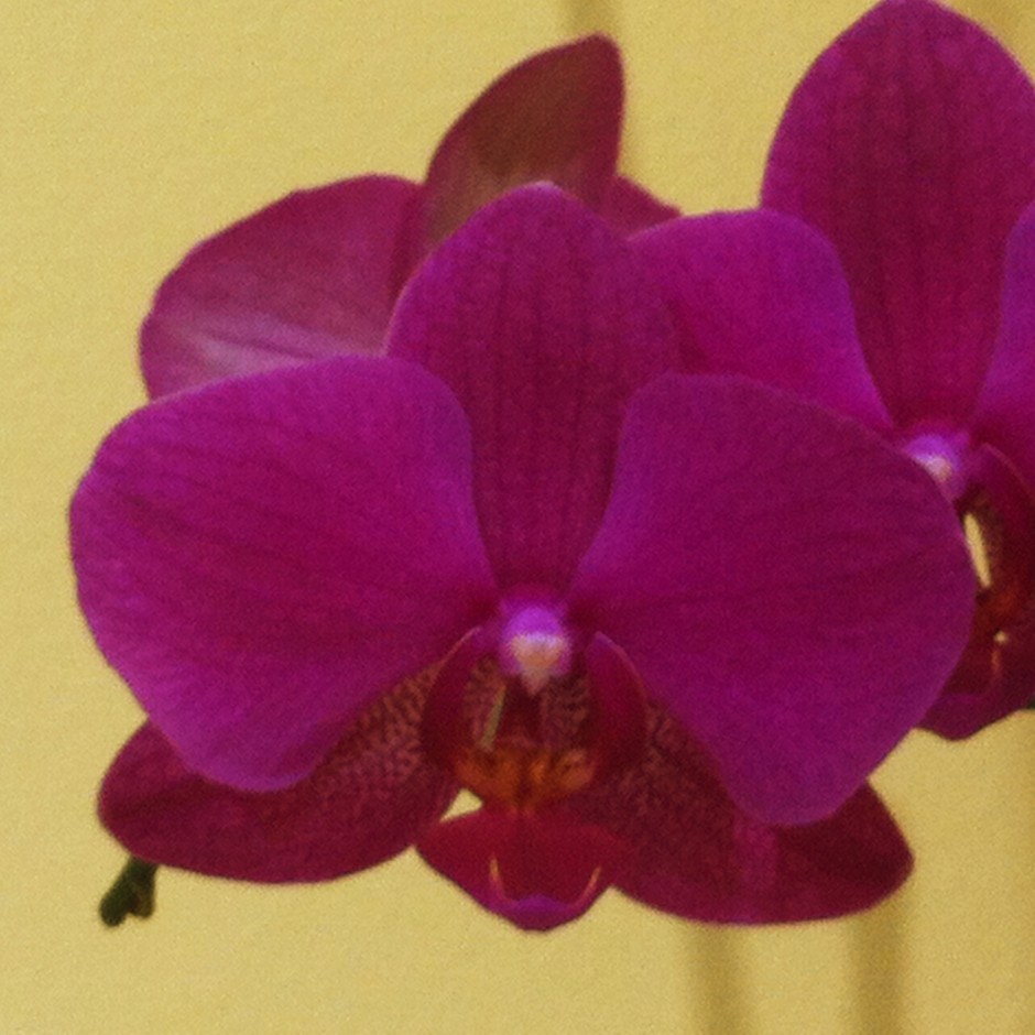 One orchid with digital zoom. Best avoided.