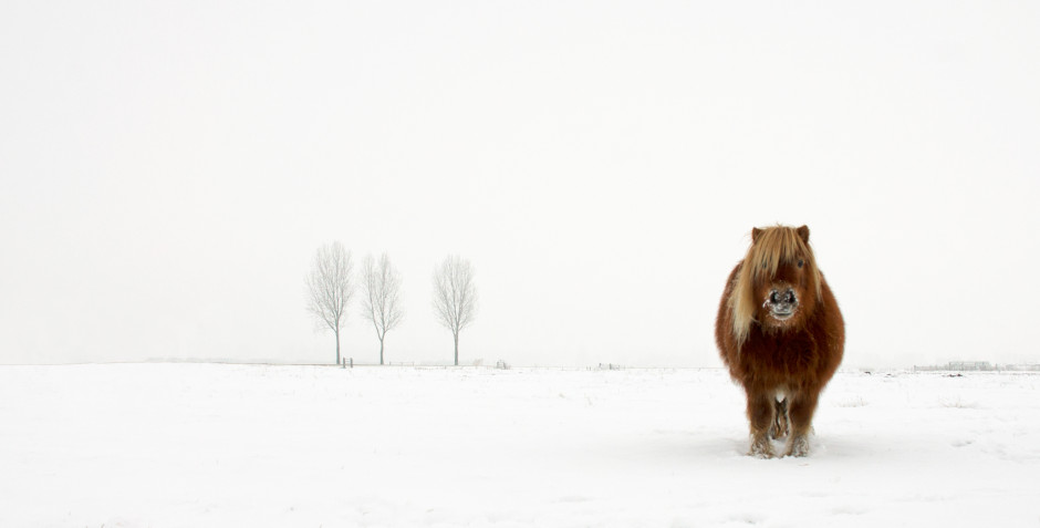 'The cold pony', ©Gert van den Bosch, Netherlands  Winner, Open Nature & Wildlife, 2014 Sony World Photography Award