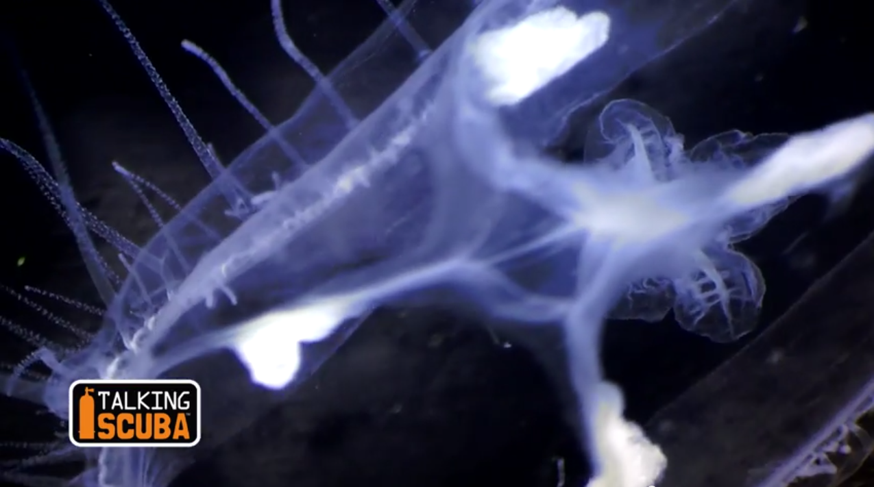 Underwater microscopy videography explores the microscopic underwater world