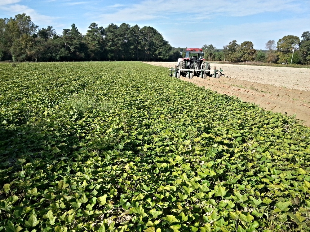 Sweet potatoes at CV Pilson Farm in Moore County