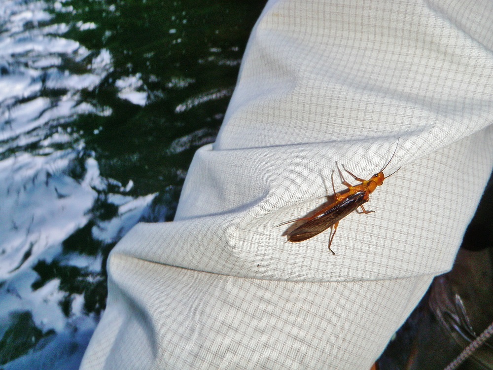 Then There's Some Salmonfly Love Too