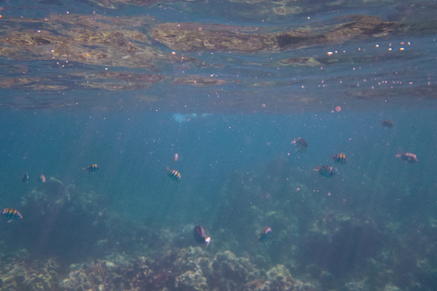maui002 Scuba Diving Adventure In Maui