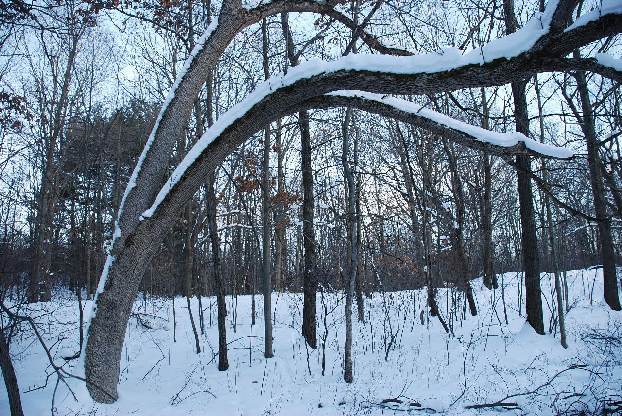 hra-snowy-arched-tree-012109