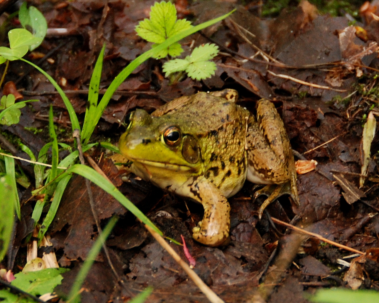 HRA Spring Frog Crop DSC_6167