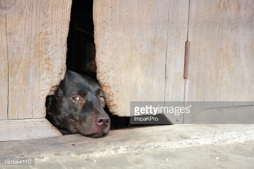 Dog Chewing Through Walls — Pet Behavior Change