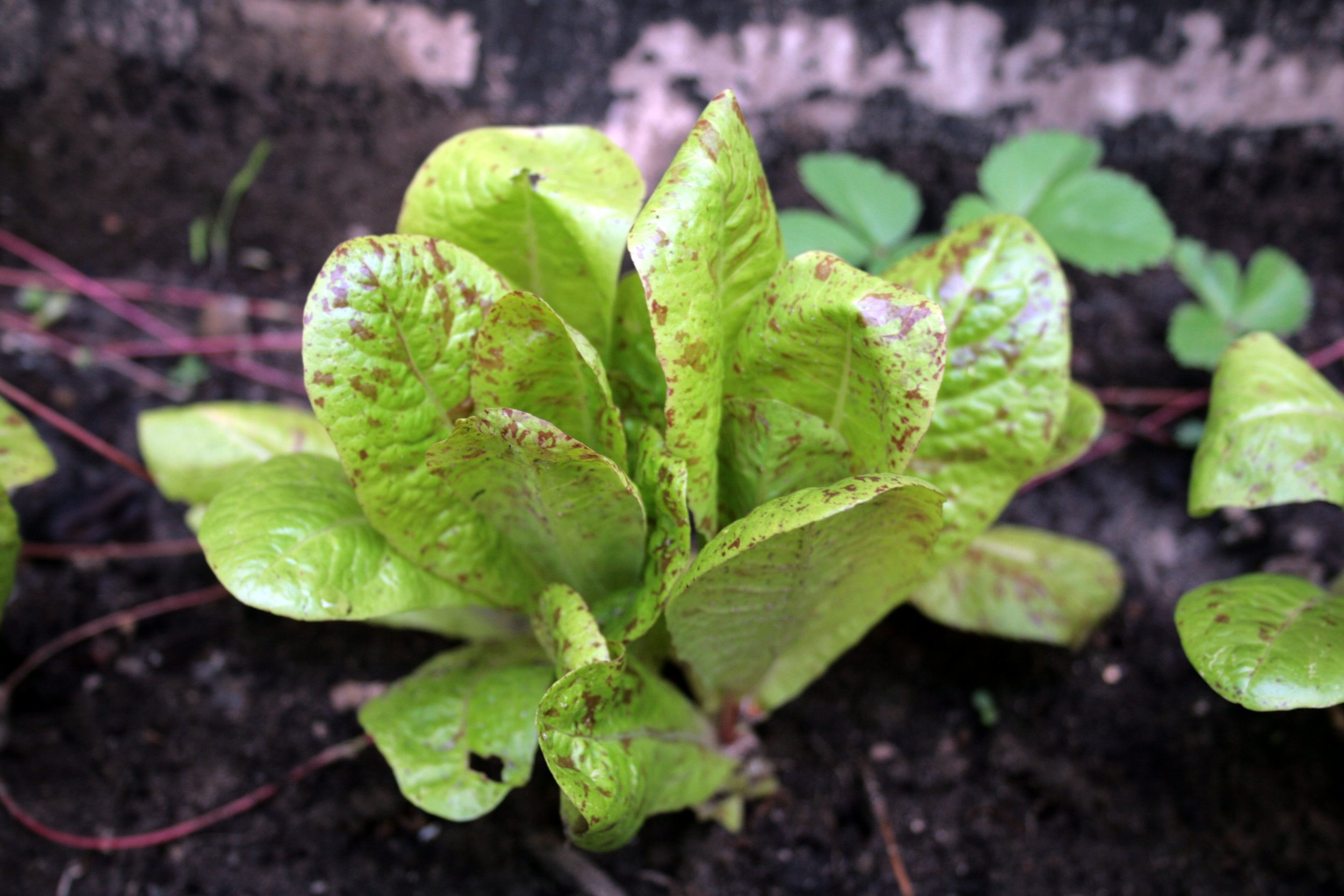 'Freckle Face' Lettuce From Last Year's Garden