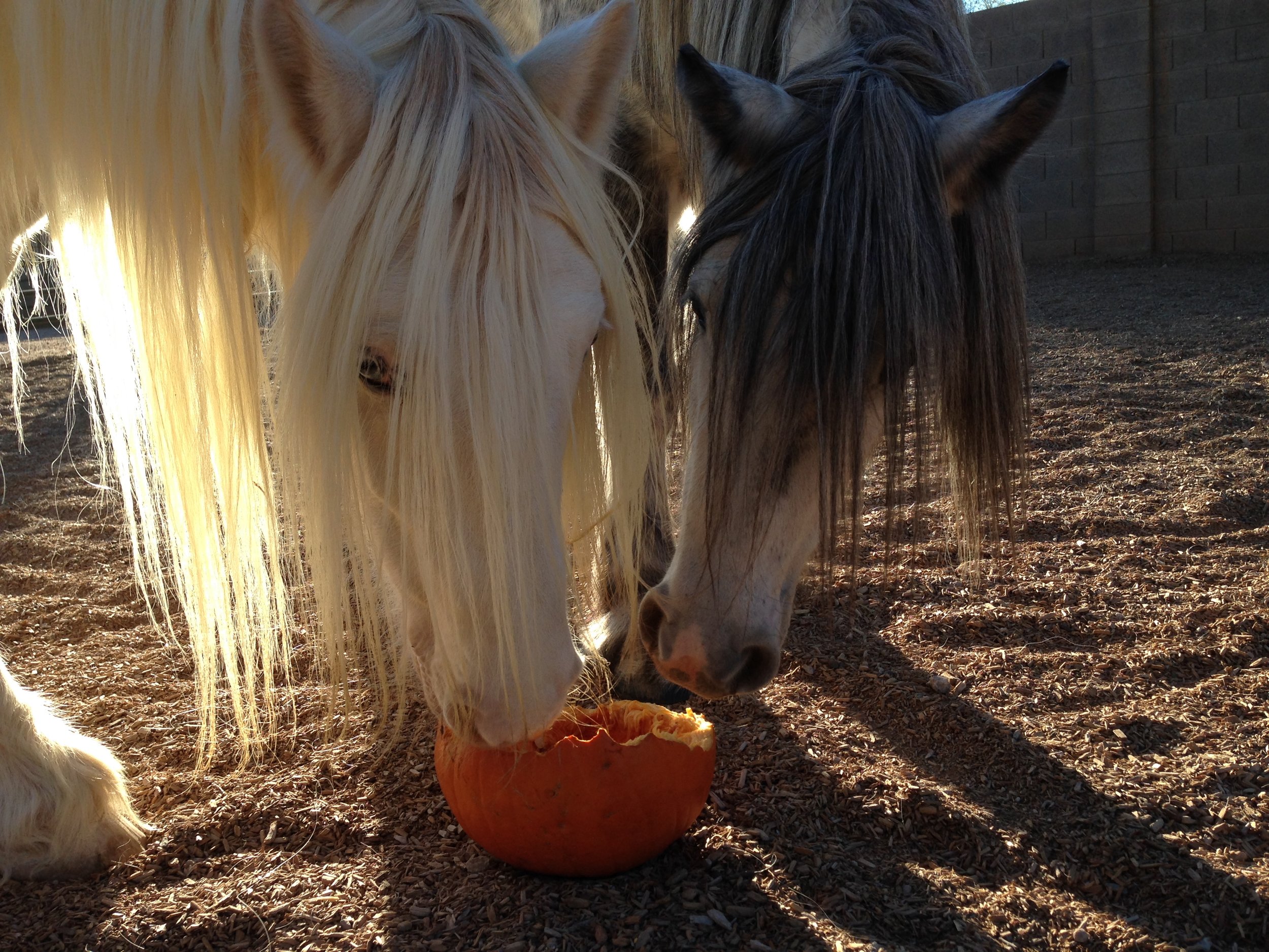horses eating pumpkin
