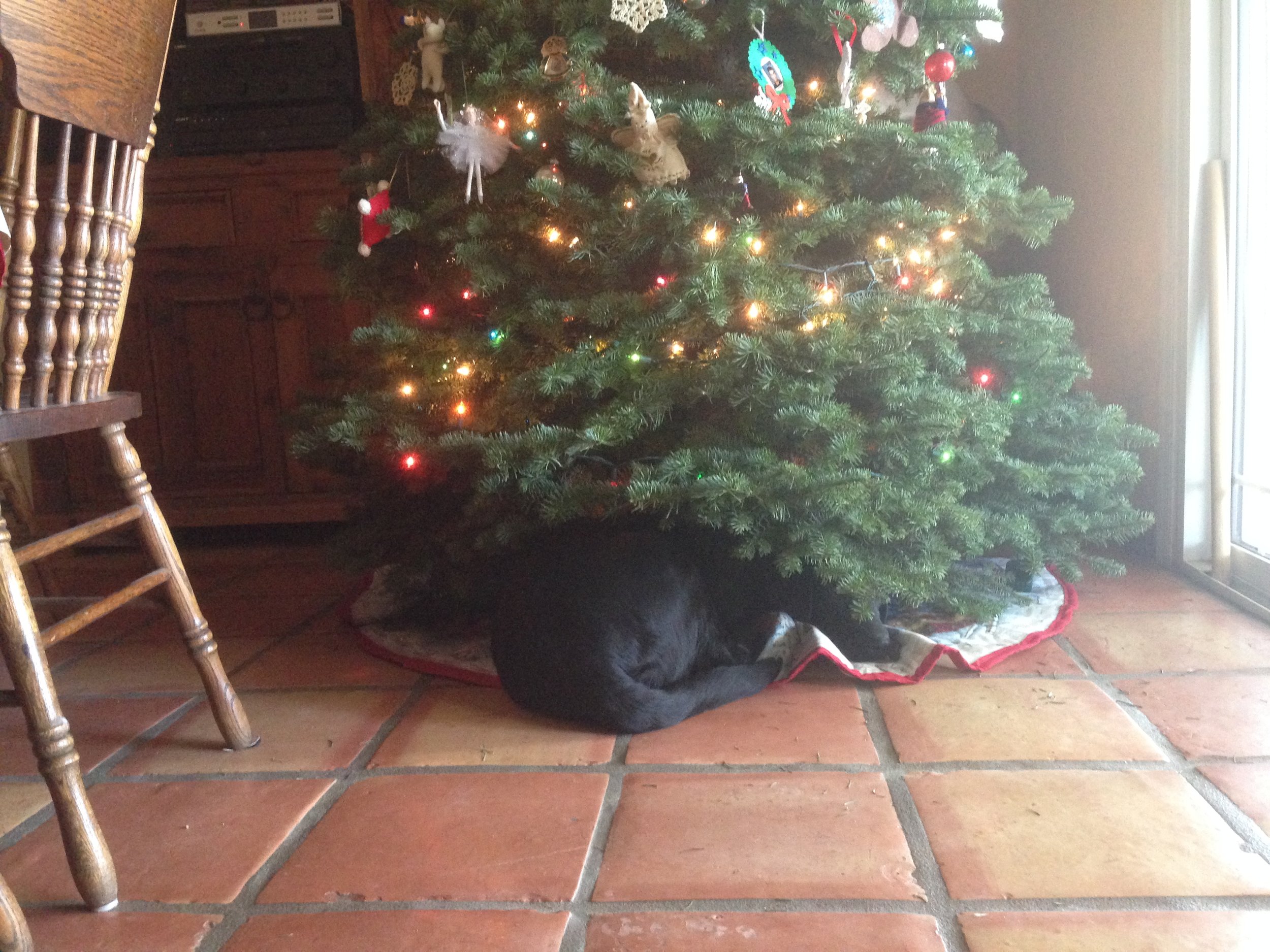 Juniper is waiting for Santa :)