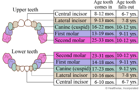 when do teeth grow in for babies