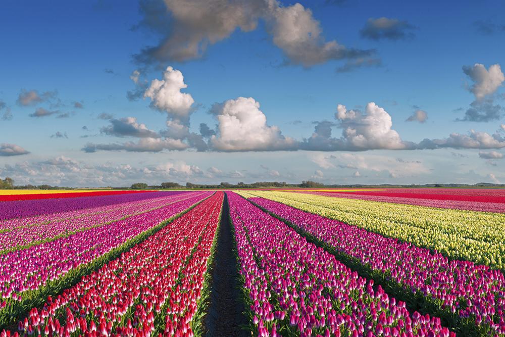 Tulip Festival in Amsterdam, The Netherlands JB's World Travel